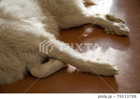 寝ている犬 79313788