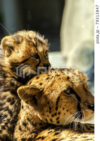 Cheetah mother and cub 生後2ヶ月のチーターと母親 79313847