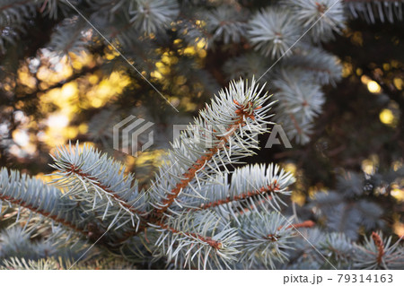 Branch of blue spruce close up, selective focus Branch of blue spruce close up, selective focus 79314163