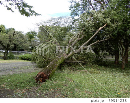 公園の倒木　台風一過 79314238