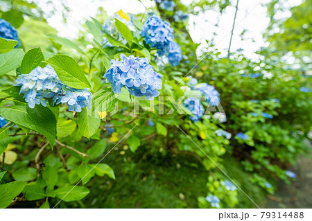 アジサイ 紫陽花 資福寺 宮城県仙台市青葉区北山 79314488