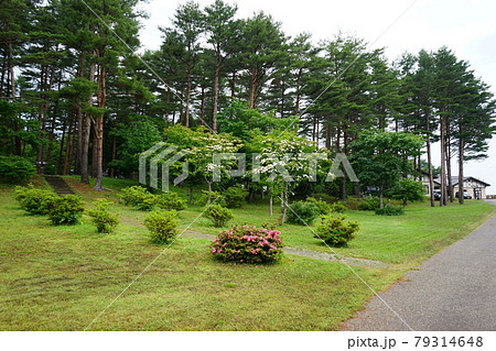 北山崎の大自然 79314648