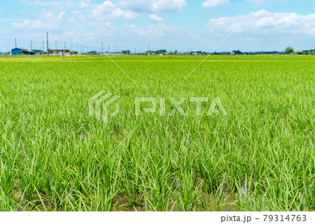 6月から7月の田園 生育する水田 積乱雲の背景 ライトトーン 6月から7月の田園 生育する水田 積乱雲の背景 ライトトーン 79314763