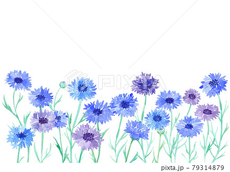 矢車菊（ヤグルマギク）の水彩イラストのイラスト素材 [79314879] - PIXTA