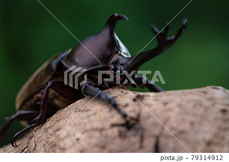 森で木にしがみ付くオスのカブトム 森で木にしがみ付くオスのカブトム 79314912