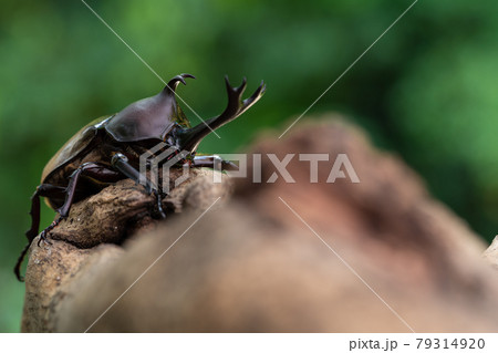 森で木にしがみ付くオスのカブトム 森で木にしがみ付くオスのカブトム 79314920