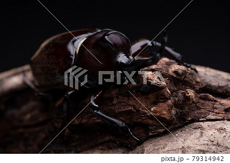 カブトムシのオスを黒背景で動画撮影 79314942