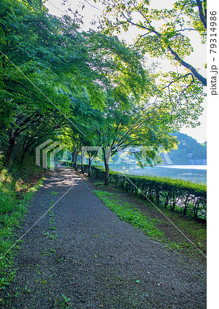 碓氷湖 坂本ダム 遊歩道より 初夏の周辺景色 碓氷湖 坂本ダム 遊歩道より 初夏の周辺景色 79314986