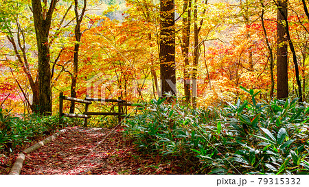 八千穂高原の森 秋 八千穂高原自然園の写真素材