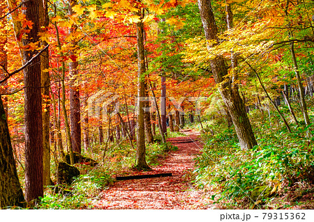 八千穂高原の森 秋 八千穂高原自然園の写真素材