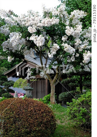 白色サルスベリと地蔵堂 【相模原市津久井 8月】 白色サルスベリと地蔵堂 【相模原市津久井 8月】 79315390