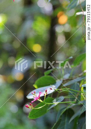 テイキンザクラの蕾と花 79315452