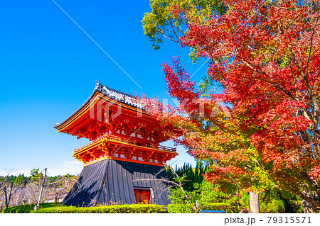仁和寺の御影堂と紅葉 仁和寺の御影堂と紅葉 79315571