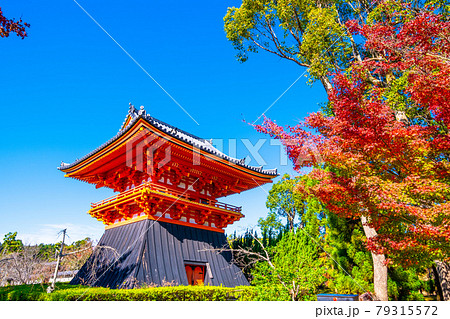 仁和寺の御影堂と紅葉 79315572