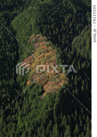 八溝山の自然林の紅葉 79315595