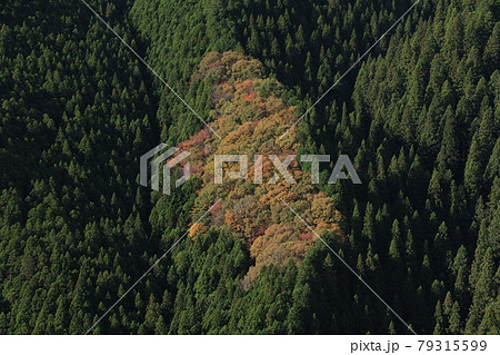 八溝山の自然林の紅葉 79315599