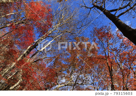 八溝山の自然林の紅葉 79315603