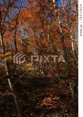 八溝山の自然林の紅葉 79315624