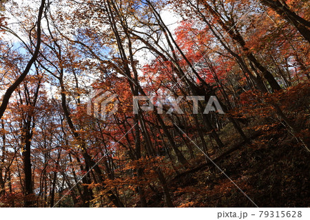 八溝山の自然林の紅葉 79315628