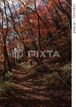 八溝山の自然林の紅葉 79315631