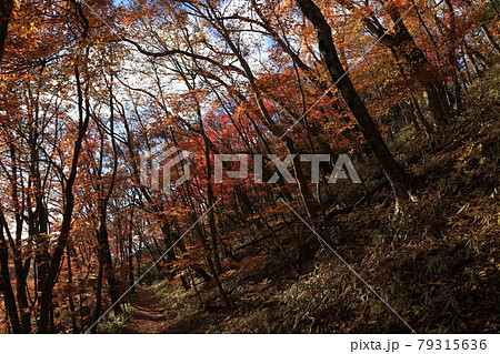八溝山の自然林の紅葉 79315636