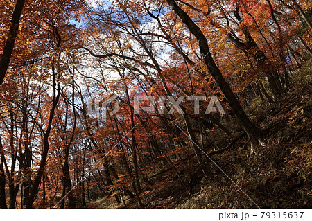 八溝山の自然林の紅葉 79315637