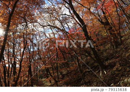 八溝山の自然林の紅葉 79315638