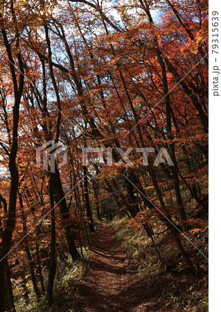八溝山の自然林の紅葉 79315639