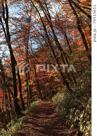 八溝山の自然林の紅葉 79315651