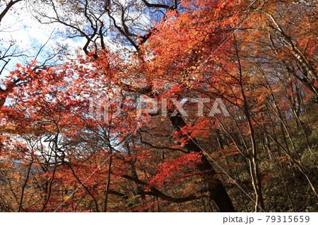 八溝山の自然林の紅葉 79315659