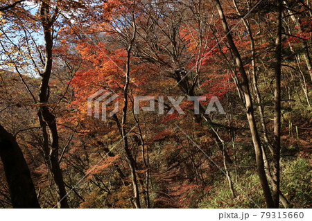 八溝山の自然林の紅葉 79315660