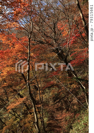 八溝山の自然林の紅葉 79315661