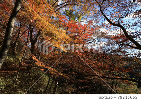 八溝山の自然林の紅葉 79315665