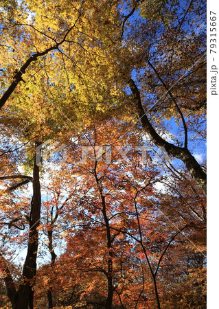 八溝山の自然林の紅葉 79315667