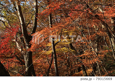 八溝山の自然林の紅葉 79315669