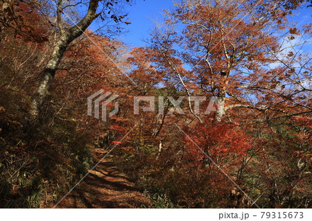 八溝山の自然林の紅葉 八溝山の自然林の紅葉 79315673