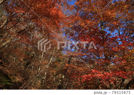 八溝山の自然林の紅葉 79315675