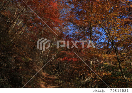 八溝山の自然林の紅葉 79315681