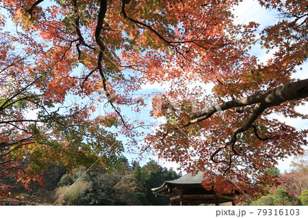 成田山新勝寺と成田山公園の紅葉の写真素材