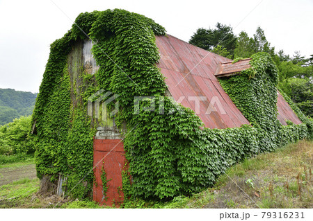 初夏の北海道八雲町落部でつる植物に覆われた廃屋の風景を撮影 初夏の北海道八雲町落部でつる植物に覆われた廃屋の風景を撮影 79316231