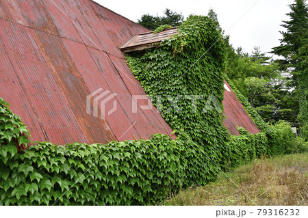初夏の北海道八雲町落部でつる植物に覆われた廃屋の風景を撮影 初夏の北海道八雲町落部でつる植物に覆われた廃屋の風景を撮影 79316232