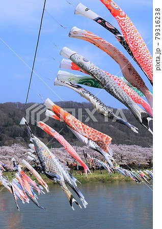 北上展勝地の鯉のぼり 北上展勝地の鯉のぼり 79316238