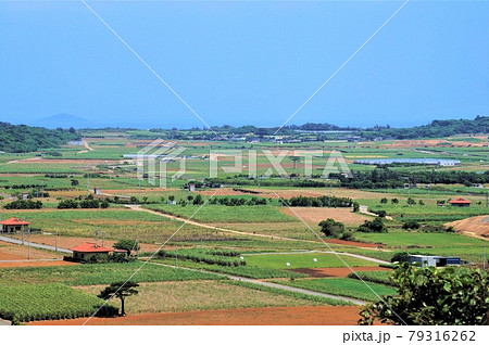 城辺地区のサトウキビ畑（宮古島） 79316262