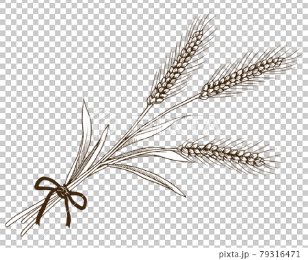 リボンで結んだ小麦の穂束 79316471