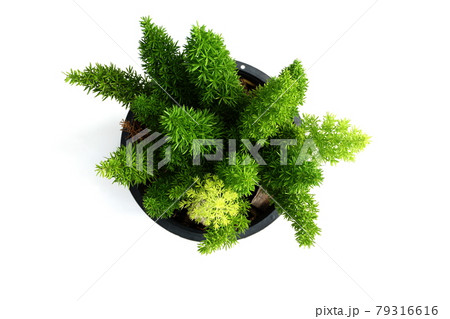 Foxtail Fern isolated on white background 79316616