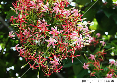 Bouquet of Chinese honey Suckle flower nature background Bouquet of Chinese honey Suckle flower nature background 79316636