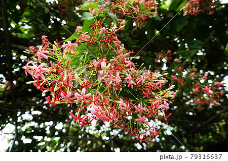Bouquet of Chinese honey Suckle flower nature background Bouquet of Chinese honey Suckle flower nature background 79316637