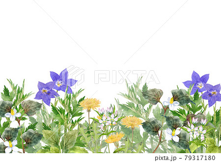 日本の薬草の花畑　水彩画 79317180