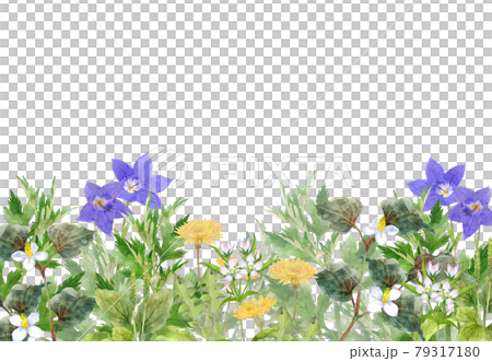 日本の薬草の花畑　水彩画 79317180