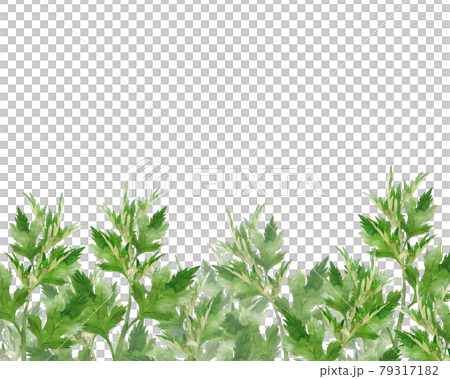 艾草的水彩畫 艾草的水彩畫 79317182